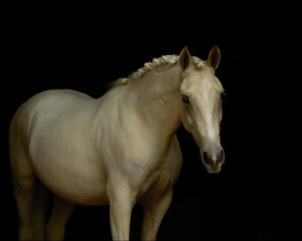 horse Oké (Nederlands Rijpaarden en Pony, 2019, from McJonnas)