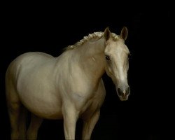 Pferd Oké (Nederlands Rijpaarden en Pony, 2019, von McJonnas)