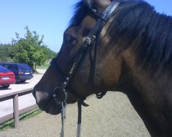 broodmare Selena (New Forest Pony, 2000, from Van Gogh)