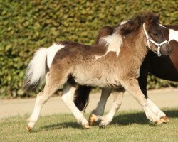 Pferd Sunshine vom Burgblick (Shetland Pony (unter 87 cm), 2022, von Hahns Piccolo Grande)