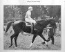 stallion Lignite xx (Thoroughbred, 1919, from Ex Voto xx)