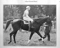 stallion Lignite xx (Thoroughbred, 1919, from Ex Voto xx)