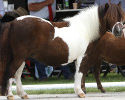 Zuchtstute Rabeins Salamalaika (Shetland Pony (unter 87 cm), 2010, von Willow vom Ellernbrook)