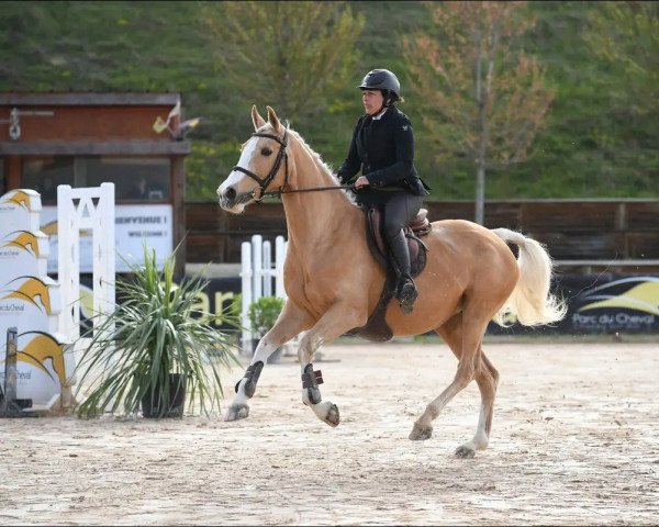 broodmare McPrincess (Nederlands Rijpaarden en Pony, 2012, from McJonnas)