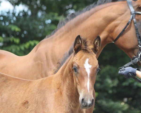 dressage horse Romina's Royal Lady (German Riding Pony, 2010, from Nemax)