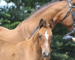 Dressurpferd Romina's Royal Lady (Deutsches Reitpony, 2010, von Nemax)