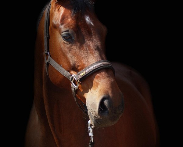 dressage horse Rolex Royal (Oldenburg, 2006, from Rubinero 2)