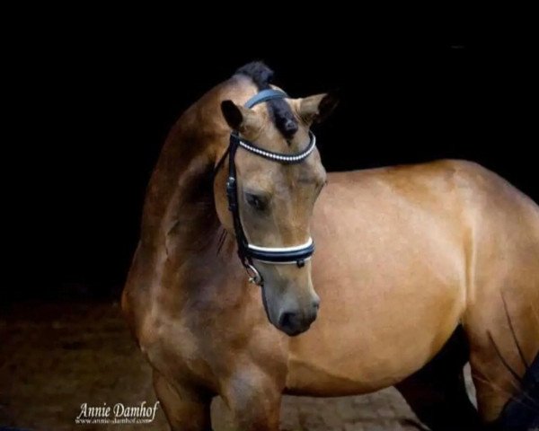 horse Mc Dreamy (Nederlands Rijpaarden en Pony, 2012, from McJonnas)