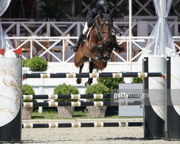 jumper Grace P (Royal Warmblood Studbook of the Netherlands (KWPN), 2011, from Toulon)
