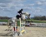 jumper Relaxa 2 (Oldenburg show jumper, 2009, from Ciacomini)