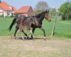 broodmare Raissa 112 (Rhinelander, 1999, from Rosenkavalier)