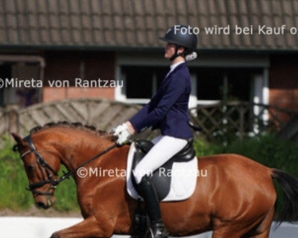 dressage horse Die Perle (German Riding Pony, 2013, from Nemax)