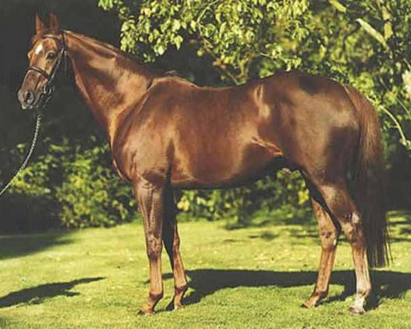 stallion Carroll House xx (Thoroughbred, 1985, from Lord Gayle xx)