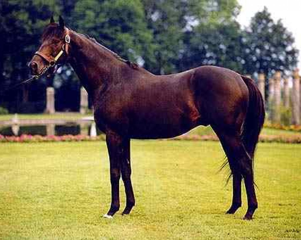 stallion Saumarez xx (Thoroughbred, 1987, from Rainbow Quest xx)