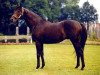 stallion Saumarez xx (Thoroughbred, 1987, from Rainbow Quest xx)