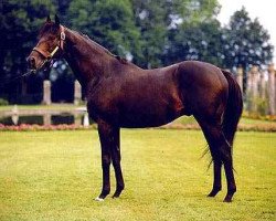 stallion Saumarez xx (Thoroughbred, 1987, from Rainbow Quest xx)