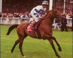 stallion Suave Dancer xx (Thoroughbred, 1988, from Green Dancer xx)