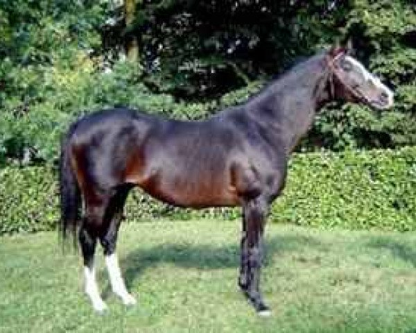 stallion Subotica xx (Thoroughbred, 1988, from Pampabird xx)