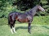 stallion Subotica xx (Thoroughbred, 1988, from Pampabird xx)