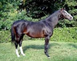 stallion Subotica xx (Thoroughbred, 1988, from Pampabird xx)