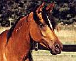 broodmare Ifra II ox (Arabian thoroughbred, 1992, from El Thay Mourad ox)