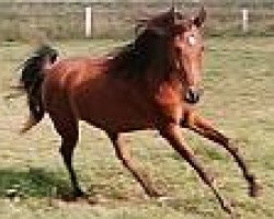 horse Insaaf ox (Arabian thoroughbred, 2001, from Ibn Mohafez ox)