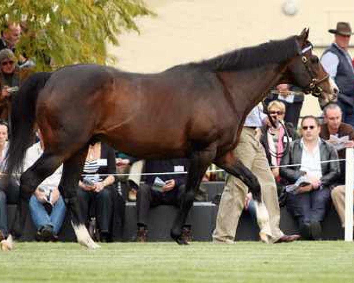 stallion Carnegie xx (Thoroughbred, 1991, from Sadler's Wells xx)