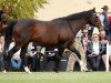 stallion Carnegie xx (Thoroughbred, 1991, from Sadler's Wells xx)