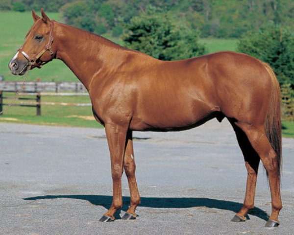 stallion Lammtarra xx (Thoroughbred, 1992, from Nijinsky xx)