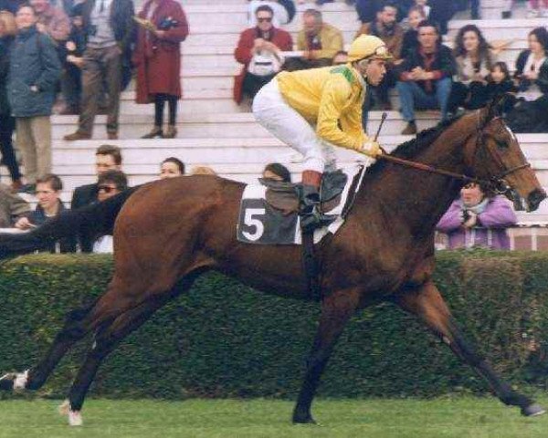 stallion Helissio xx (Thoroughbred, 1993, from Fairy King xx)