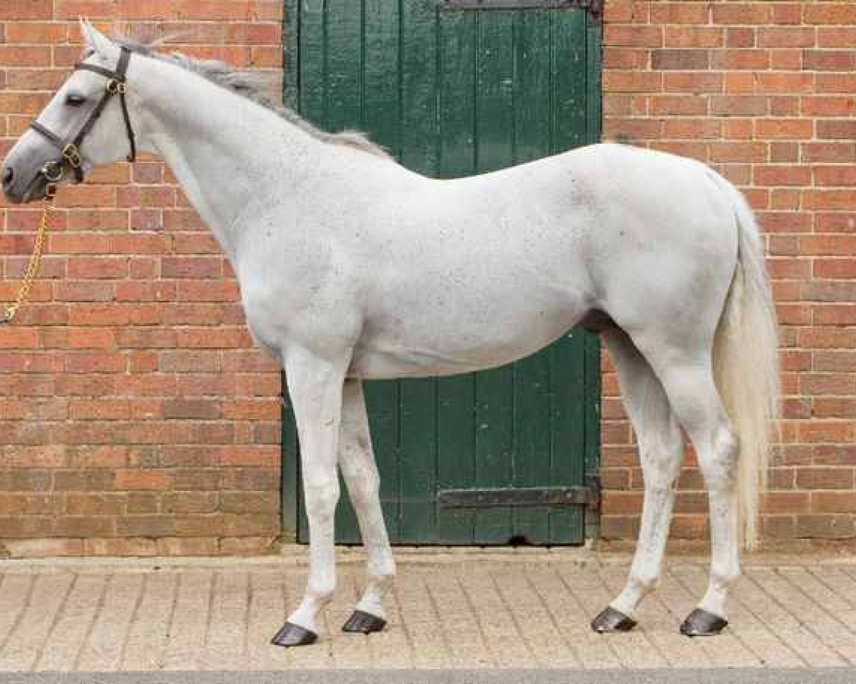 stallion Sagamix xx (Thoroughbred, 1995, from Linamix xx)