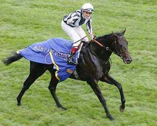 stallion Bago xx (Thoroughbred, 2001, from Nashwan xx)