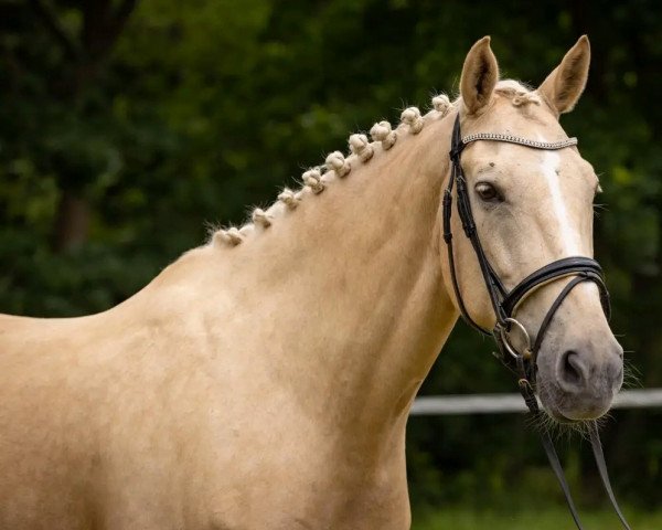 Pferd McHailey (Nederlands Rijpaarden en Pony, 2012, von McJonnas)