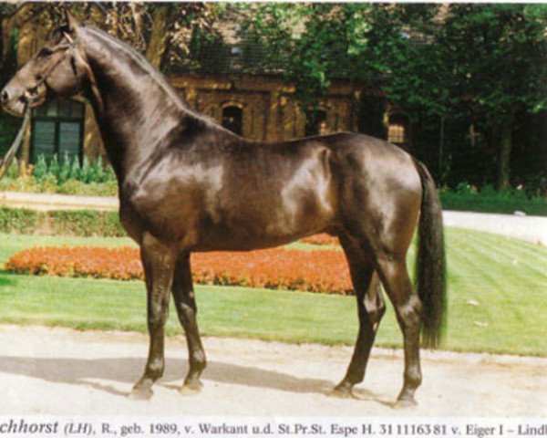stallion Wachhorst (Hanoverian, 1989, from Warkant)