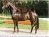 stallion Wachhorst (Hanoverian, 1989, from Warkant)