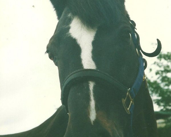 horse Gajus (Zweibrücken, 1981, from Galan)