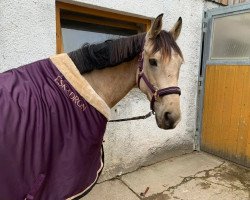 Pferd Mc Turbo (Nederlands Rijpaarden en Pony, 2012, von McJonnas)