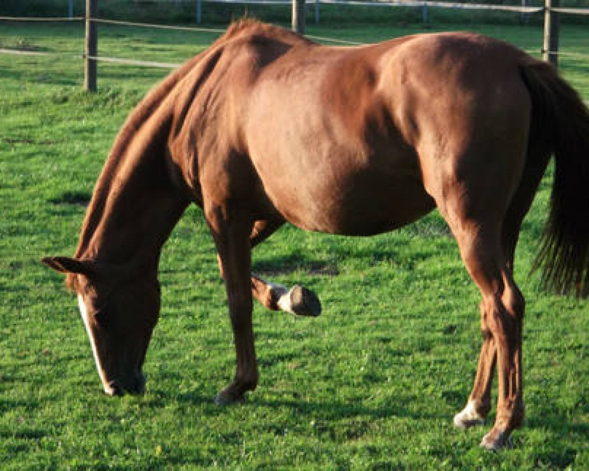 broodmare Ginger Ale (Hanoverian, 1988, from Gardegeneral)