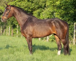 broodmare Evita (Hanoverian, 2000, from Escudo I)