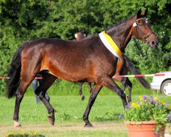 broodmare Callonia (Hanoverian, 1988, from Calypso II)