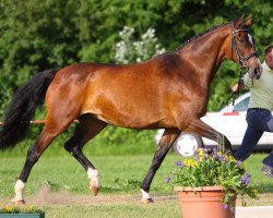 broodmare Sammy Jo (Hanoverian, 1994, from Silvio I)