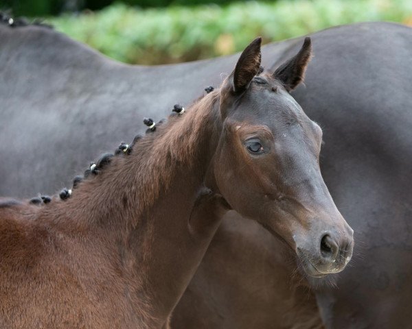 dressage horse Donaumariechen (Trakehner, 2022, from Onyx)