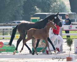 Zuchtstute Agathe Power (Westfale, 2017, von All Music)