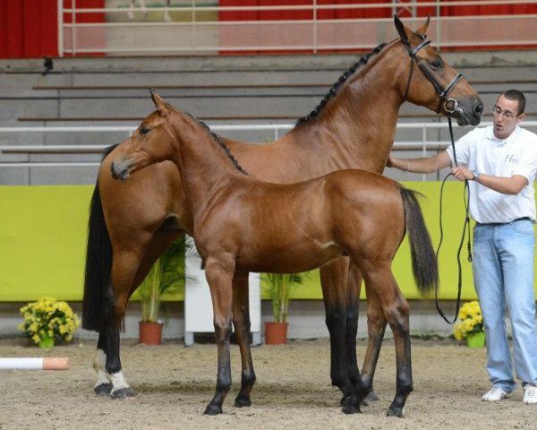 Zuchtstute Quanelle du Bessin (Selle Français, 2004, von Qredo de Paulstra)