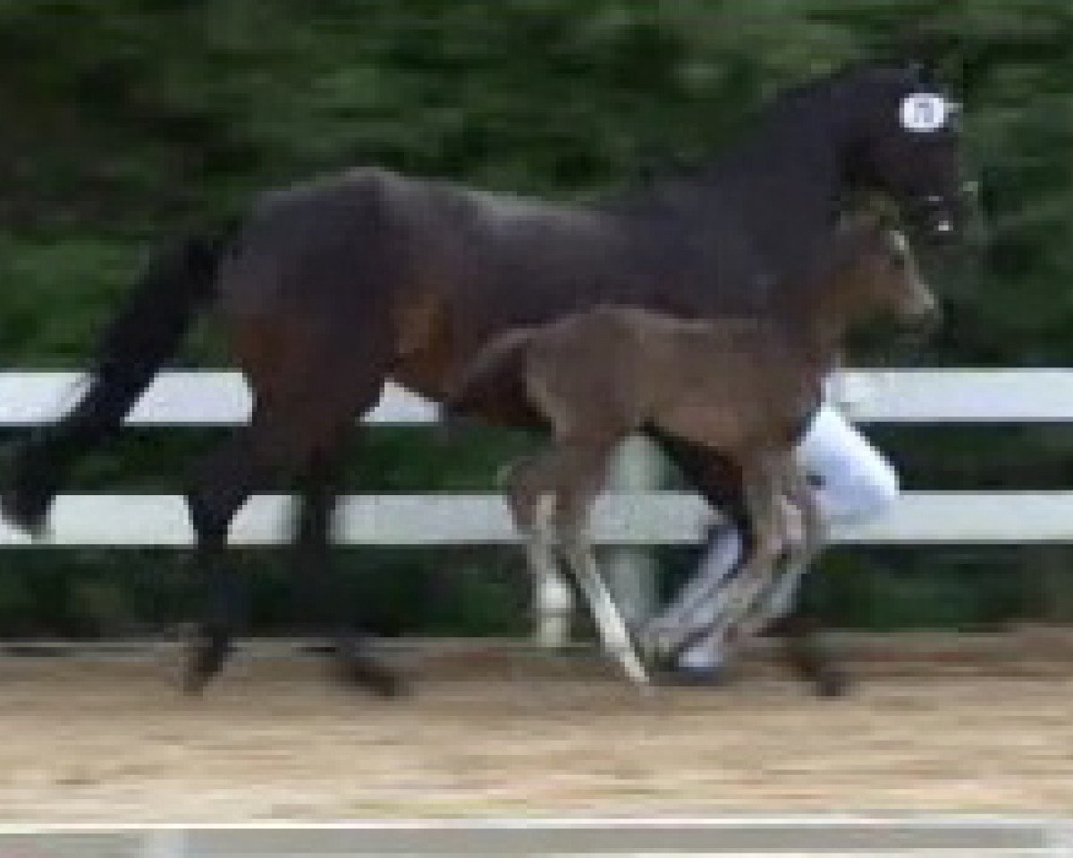broodmare Ricola (Rhinelander, 2003, from Riccione)