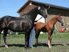 broodmare Herztänzerin W (Trakehner, 2000, from Tambour)