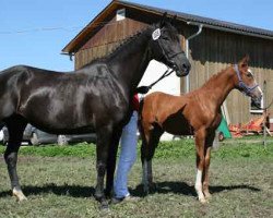 broodmare Herztänzerin W (Trakehner, 2000, from Tambour)