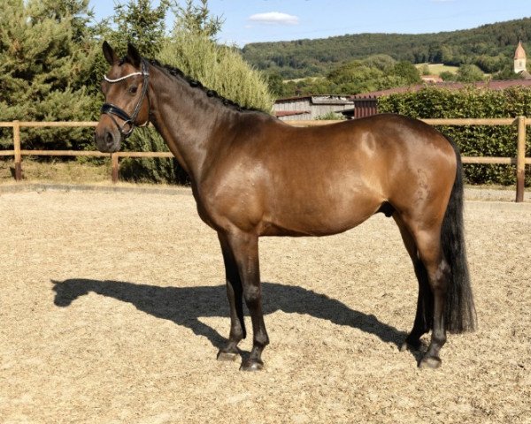 jumper Orlando 317 (German Riding Pony, 2014, from Olli B)