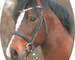 Deckhengst Solid Loys (Welsh-Cob (Sek. D), 1992, von Hewid Lyn)