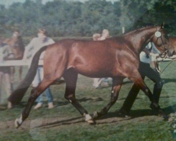 broodmare Winterjuwel (Westphalian, 1985, from Whisky I)